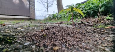 Lasius niger — colony photo 80