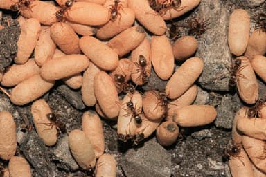 Lasius niger photo 9
