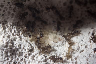 Lasius niger photo 10
