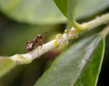 Lasius niger photo 11