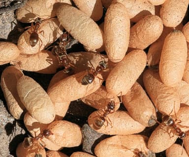 Lasius niger photo 12