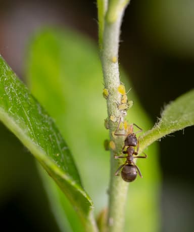 Lasius niger photo 13