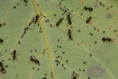 Lasius niger photo 14