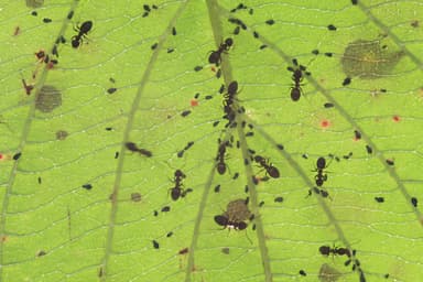 Lasius niger photo 15