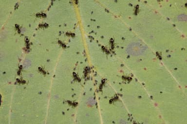 Lasius niger photo 16