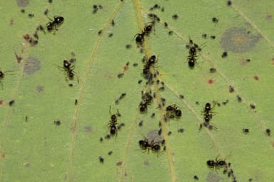 Lasius niger photo 17