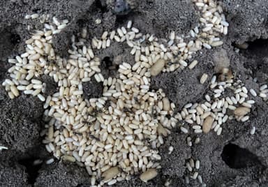 Lasius niger — worker photo 18