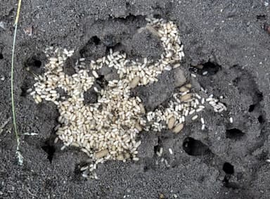 Lasius niger — worker photo 19