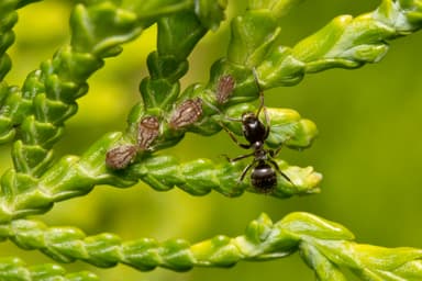 Lasius niger photo 20