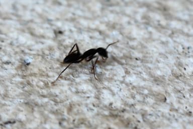 Lasius niger photo 21