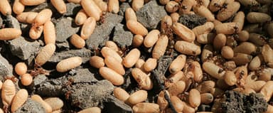 Lasius niger photo 22