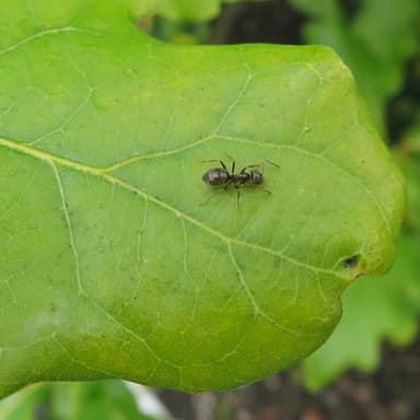 Lasius niger photo 23