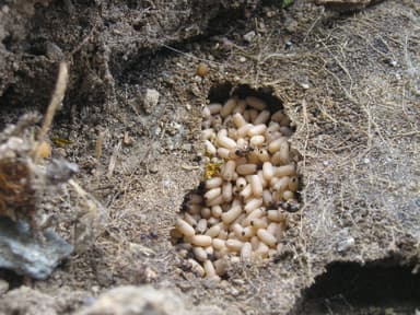Lasius niger photo 24