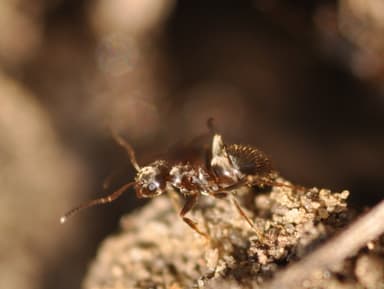 Lasius niger photo 25