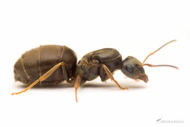 Lasius platythorax photo 58