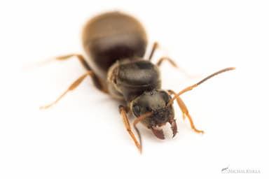 Lasius platythorax photo 59