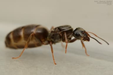 Lasius platythorax photo 22