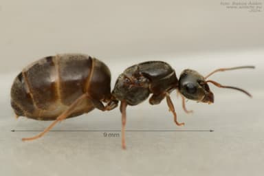 Lasius platythorax photo 24