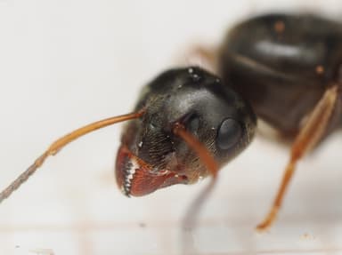 Lasius platythorax photo 28