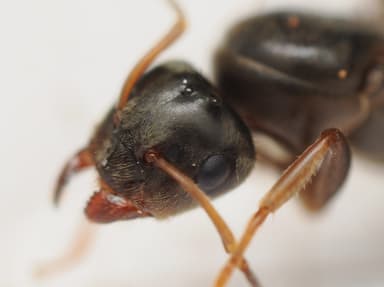 Lasius platythorax photo 29