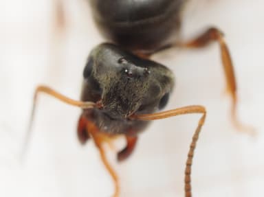 Lasius platythorax photo 30