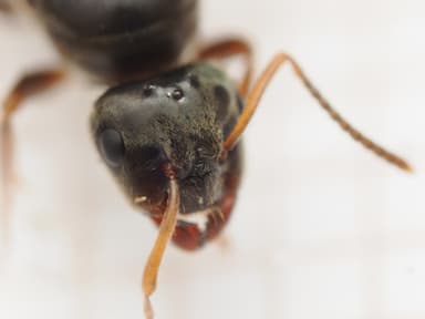 Lasius platythorax photo 31