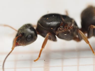 Lasius platythorax photo 33