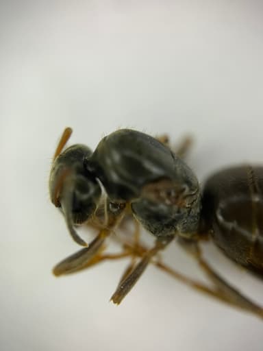 Lasius platythorax — queen photo 35