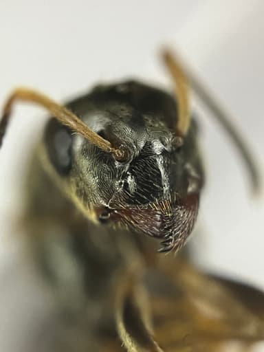 Lasius platythorax — queen photo 37