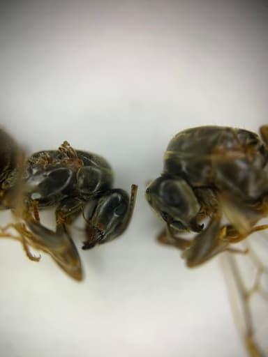 Lasius platythorax — queen photo 40