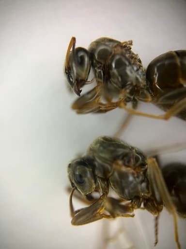 Lasius platythorax — queen photo 41