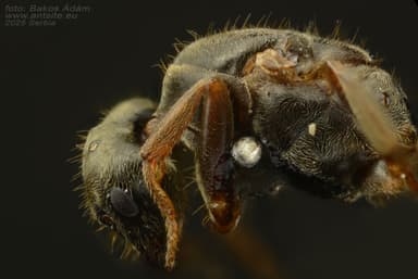 Lasius platythorax photo 43