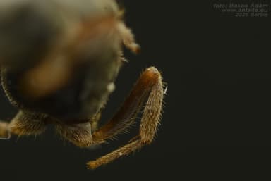 Lasius platythorax photo 44