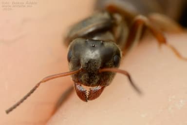 Lasius platythorax photo 45