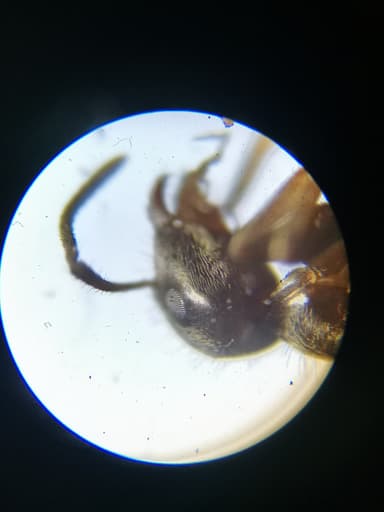 Lasius platythorax photo 49