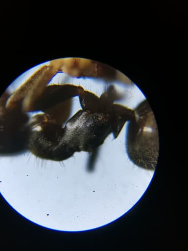 Lasius platythorax photo 50