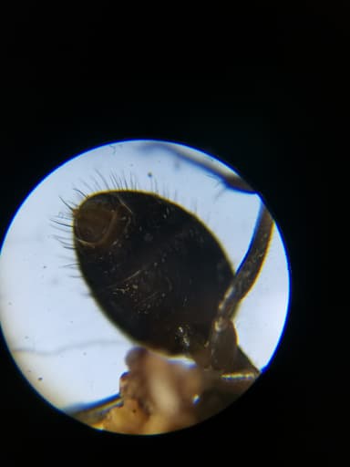Lasius platythorax photo 51