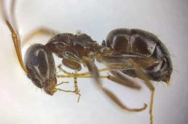 Lasius platythorax photo 52