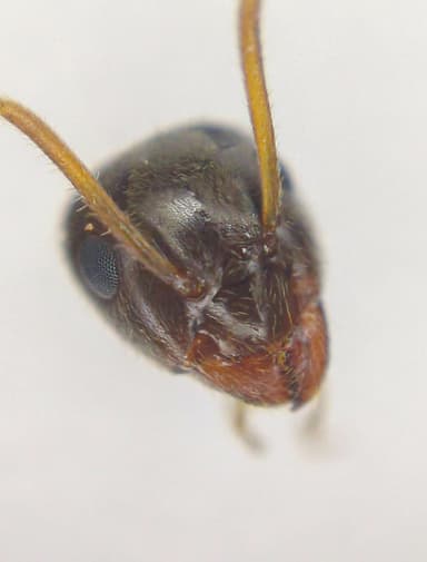 Lasius platythorax photo 53