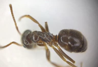 Lasius platythorax photo 54