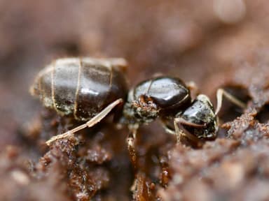 Lasius platythorax photo 55