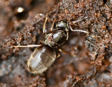 Lasius platythorax photo 56