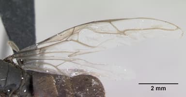 Lasius platythorax — queen photo 1