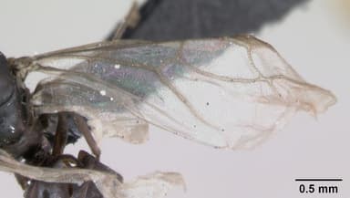 Lasius platythorax — queen photo 2