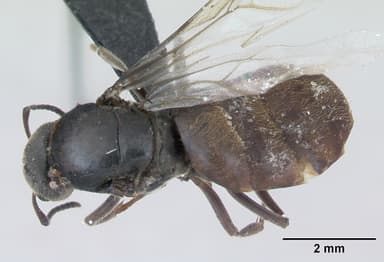 Lasius platythorax — queen photo 4