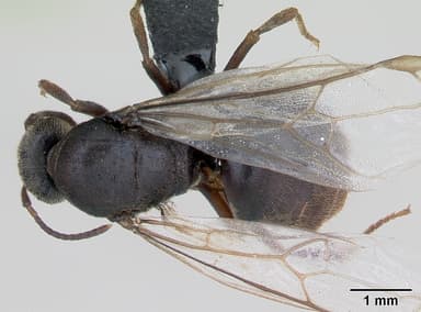 Lasius platythorax — queen photo 6
