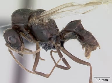 Lasius platythorax — queen photo 7