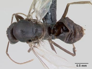 Lasius platythorax — queen photo 8