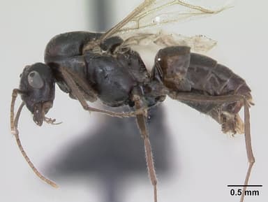 Lasius platythorax — queen photo 10