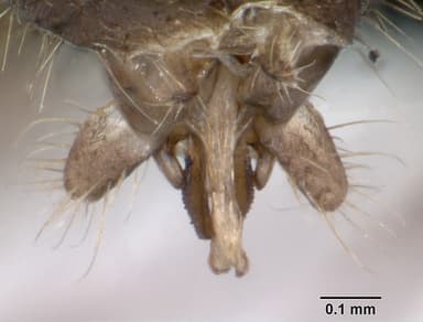 Lasius platythorax — queen photo 11